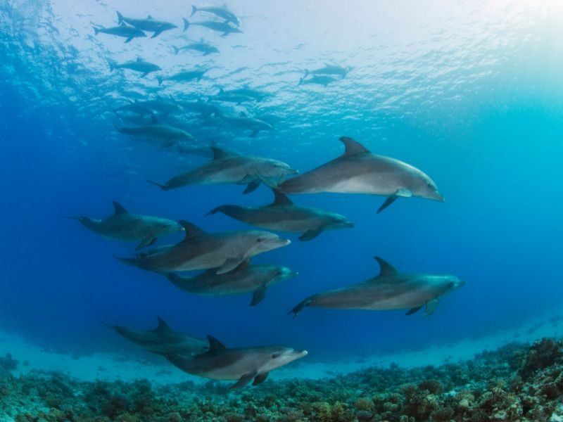 Dolphin watching excursion in Zanzibar