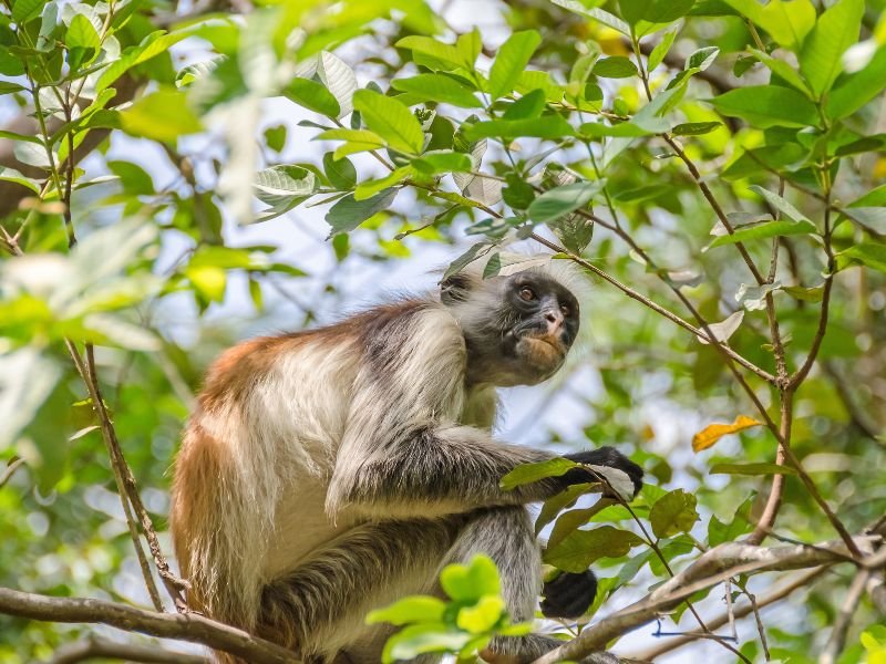 Red colobus monkey in Jozani Forest